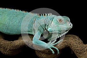 Blue Iguana closeup on branch with black backgrond