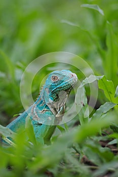 Blue Iguana closeup on grass, animal closeup. Blue Iguana `Grand Cayman Blue Iguana`, Cyclura Lewisi