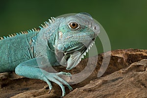 Blue Iguana closeup on wood