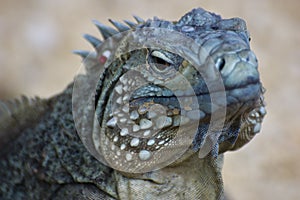 Blue Iguana (Cyclura lewisi)