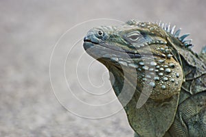 Blue Iguana (Cyclura lewisi)