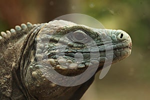 Blue iguana (Cyclura lewisi)