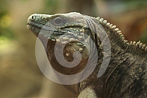 Blue iguana (Cyclura lewisi)