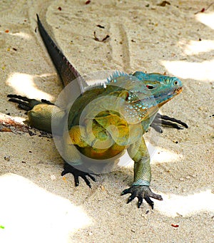 Blue iguana Grand Cayman endemic to the Cayman Islands