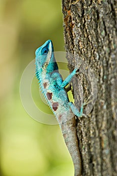 Blue iguana in the nature