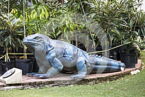 Blue iguana preservation