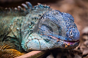 Blue iguana in a terrarium close-up at the zoo.