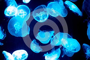 Blue illuminated transparent jellyfish