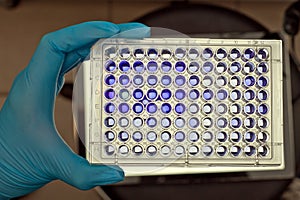 blue immunoassay and plastic plate