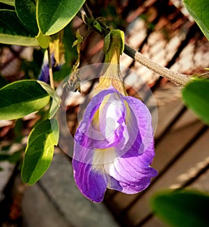 Blue indian clitoris flower plant