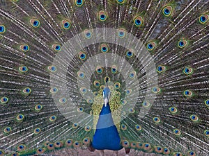 The Blue or Indian male peafowl /peacock displaying his beautiful covert eye-spotted feathers