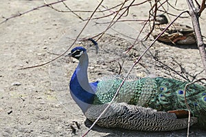 Blue Indian Peafowl / Peacock (Pavo Cristatus)