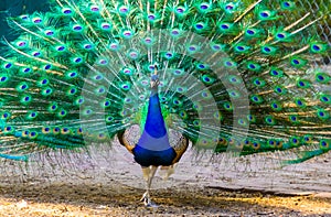 a blue indian peafowl walking towards camera showing off its feathers, tropical bird specie from India