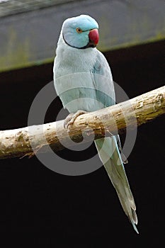 Blue Indian ringneck parakeet on a perch