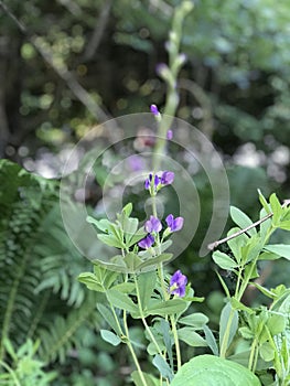 Blue Indigo Wildflowers