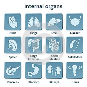 Blue infographic icon set with internal organs