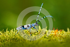 Blue insect in forest. Beautiful blue incest with long feelers, Rosalia Longicorn, Rosalia alpina, in nature green forest habitat, photo