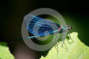 Blue insect