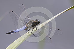 Blue in insect