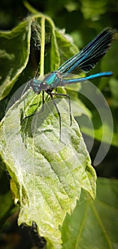 Blue insect over a leave