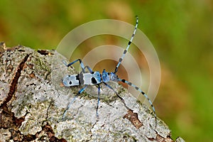 Blue insect. Rosalia Longicorn, Rosalia alpina, in the nature green forest habitat, sitting on the green larch, Czech republic, lo photo