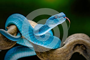 Blue insularis pit viper on branch at rain forest photo