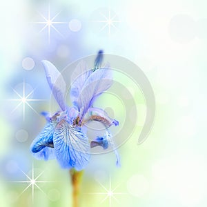 Blue Iris