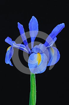 Blue iris.