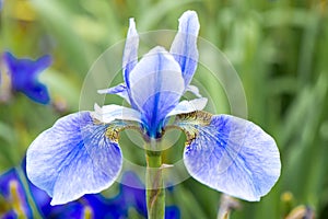 Blue Iris