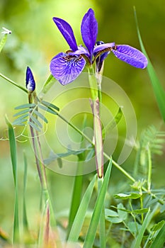 Blue Iris