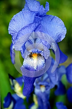 Blue Iris