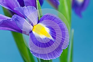 Blue Iris