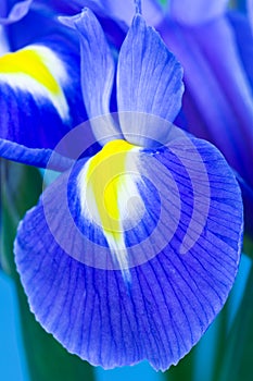 Blue Iris