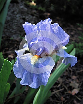 Blue iris.