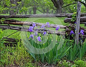 Blue Iris against a wood rail fence with grass and trees