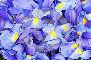 Blue iris background