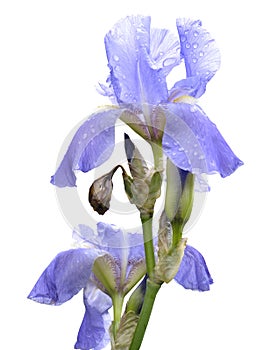 Blue iris blossoms