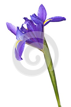 Blue iris or blueflag flower photo