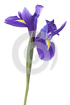 Blue iris or blueflag flower