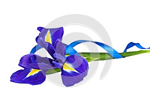 Blue iris or blueflag flower and blue ribbon isolated on white background