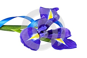 Blue iris or blueflag flower and blue ribbon isolated on white background photo