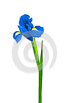 Blue iris or blueflag flower isolated on white background photo
