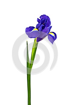 Blue iris or blueflag flower isolated on white background photo