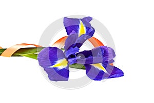 Blue iris or blueflag flower and orange ribbon isolated on white background photo