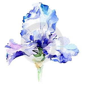 Blue iris botanical flower. Watercolor background illustration set. Watercolour drawing fashion aquarelle isolated.