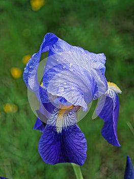 Blue iris covered in raindrops