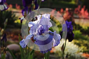 Blue iris in the evening in sunset color in a flower garden against the background of flowering plants, close-up