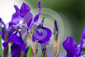 Blue iris flower