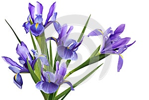 Blue Iris Flower