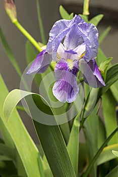 Blue Iris Flower 2